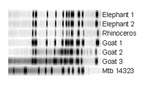 Thumbnail of IS6110 restriction fragment length polymorphism results of the six animal isolates and the Mycobacterium tuberculosis reference strain Mtb14323. Molecular weights of IS6110-containing PvuII fragments of the reference strain are approximately 17, 7.4, 7.1, 4.5, 3.6, 3.1, 2.1, 1.9, 1.7, 1.5, and 1.4 kb.