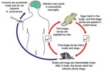 Thumbnail of Life cycle of Angiostrongylus cantonensis. Source: www.dpd.cdc.gov/dpdx, a website developed and maintained by the Centers for Disease Control and Prevention.