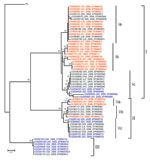 Thumbnail of Neighbor-joining phylogenetic tree of 60 specimens of rabies virus from the People’s Republic of China, 2005–2007, based on a 720-nt (nt 704–nt 1423) nucleoprotein (N) gene fragment of rabies virus rooted with the Pasteur strain of rabies virus (PV). Numbers at each node indicate degree of bootstrap support; only those with support &gt;70% are indicated. Taxa are from Hunan Province are shown in red, taxa are from Guangxi Province in black, and taxa are from Guizhou Province in blue