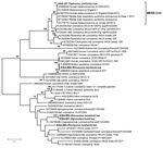 Thumbnail of Phylogenetic tree showing genetic relatedness between coronaviruses identified in bat samples from Saudi Arabia (boldface), MERS coronaviruses, and other published coronavirus sequences available in GenBank. The maximum-likelihood tree of partial RNA-dependent RNA polymerase gene (nt position 15068–15249 of GenBank accession no. JX869059) was constructed by using the Tamura-Nei model with discrete gamma rate differences among sites as implemented in MEGA 5.2 (www.megasoftware.net). 