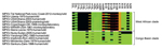 Thumbnail of Heat map of MPXV proteins with rather low conservation. Shown is the comparison of protein length and identity. The degree of protein truncation is represented as a black bar. The differences in protein identity of the remainder of the proteins are represented by color gradation ranging from green (100% protein identity) to brown (≈50% protein identity) to red (0% protein identity). Only proteins with protein length or identity &lt;95% are shown. Protein names are based on MPXV-Sank