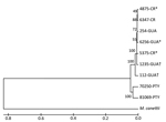 Thumbnail of Phylogenic placement of the Mycobacterium bovis isolates. The M. bovis AF2122/97 sequence was used as a reference for single-nucleotide polymorphism analysis (GenBank accession no. NC_002945.3).The tree was derived from an unweighted pair-grouping method analysis algorithm by using DNA fragment sequence analysis. Numbers on branches represent bootstrap percentages from 500 replicates. M. canettii was used as the outgroup. Evolutionary analyses were performed by using MEGA6 software 