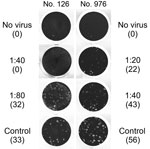 Thumbnail of Middle East respiratory syndrome coronavirus (MERS-CoV) plaque-reduction neutralization test (PRNT) results for 2 serum samples positive by recombinant ELISA, showing virus neutralization activity against MERS-CoV strain EMC/2012 exceeding a titer of 1:10. Titers and number of plaques (in parenthesis) are shown next to the corresponding images. Sample no. 976 showed &gt;50% plaque reduction up to a titer of 1:20, and sample no. 126 showed &gt;90% plaque reduction up to a titer of 1: