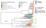 Thumbnail of Maximum-likelihood phylogeny based on 10,339 SNPs, and employing general time-reversible substitution model for 177 clinical MDR/XDR and non-MDR Mycobacterium tuberculosis complex isolates from southern Ukraine. Branches are color-coded according the phylogenetic classification from Coll et al. (22). Resistance profile bars represent drug resistance classifications based on drug resistance mediating mutations. Scale bar indicates substitutions per site. MDR, multidrug resistant; XDR