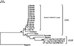 Thumbnail of Phylogenetic relationships among human and animal NLVs clustering in genogroup (GG) I and II, based on a 145-bp nucleotide sequence within RNA polymerase gene. Dendrogram includes 14 calf herd (CH) sequences from the bovine NET/98 cluster (CH138, CH156, CH131, CH168, CH182, CH176 [Bo/NLV/176/1998/NET], CH163, CH188, CH169, CH161, CH126, CH140, CH170, and CH178 described in this study), and sequences from Norwalk virus (NV), Mexico virus (MX), Newbury agent (NA), Jena virus (JV), Sw/