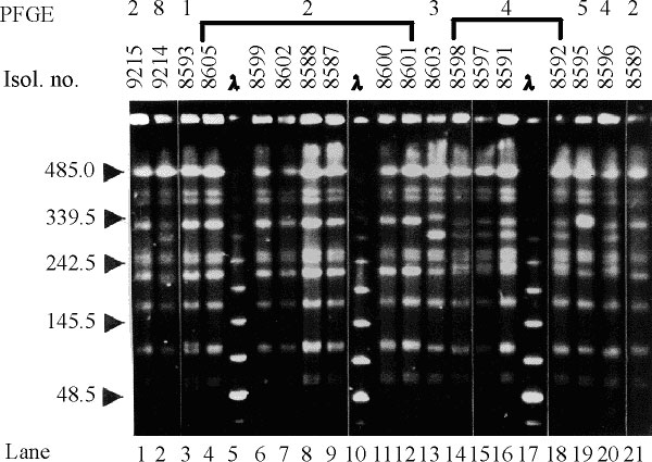 Sample pulsed-field gel electrophoresis (PFGE) gel of representative Salmonella blockley isolates, indicating common and unique DNA fingerprints. Electrophoresis was through 1% agarose/0.5 x TBE, in a CHEF DRIII apparatus (BioRad Laboratories), at 14° C with a 120° switch angle and a run time of 20 hours, with a linear ramp of switching times from 5 to 32 seconds. Gels were stained with 0.5 mg/L ethidium bromide and documented under UV illumination by the EasyWin32 system (HeroLab, Germany). Ima