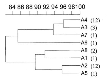 Dendrogram of similarity among the observed pulsed-field gel electrophoresis patterns. A percentage scale of similarity is indicated at the top. Numbers in parentheses refer to the number of isolates with the indicated pulsed-field gel electrophoresis pattern.