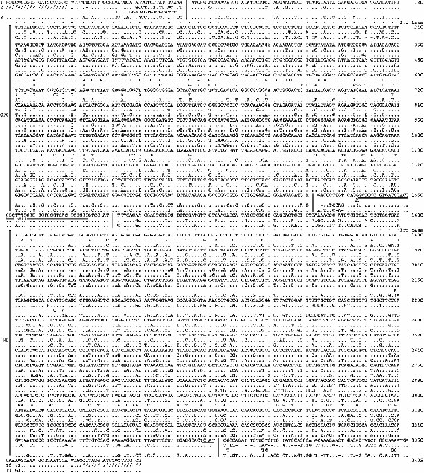 Alignment of the genomic S RNA sequences of Lassa Josiah, AV, and Nigeria (sequences 1, 2, and 3, respectively). The 3'- and 5'-noncoding regions and the intergenic region are separated from the coding regions by vertical bars. Long vertical lines on the left mark the GPC and NP coding regions. Third base positions are marked by a line of dots above each coding region. The GPC and NP start codons are underlined. The stem of the stem-loop structure is underlined by a double line, while the loop i