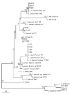 Thumbnail of Phylogenetic relationship of isolates from sporadic cases with reference 18S rRNA gene sequences from various Cryptosporidium species and genotypes. Bootstrap values that are &gt;95% are shown in larger font. Bar = 0.01 substitution per site.