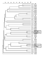 Thumbnail of Neighbor-joining phenogram of allelic identities in 39 multilocus sequence typing (MLST) sequence types from serogroup X Neisseria meningitidis. Numbers at nodes are the percentages of 1,000 bootstrap replicates in which these nodes appeared. Only nodes with percentages &gt;50% were included. The two boxes indicate clonal groupings that were detected by MLST or pulsed-field gel electrophoresis.