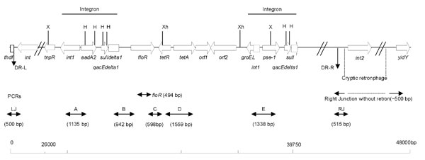 Genetic organization of the antibiotic-resistance gene cluster of SGI1 of Salmonella enterica serotype Typhimurium DT 104. DR-L and DR-R are the left and right direct repeats, respectively, bracketing SGI1. Polymerase chain reactions (PCRs) used to assess the genetic organization of the antibiotic-resistance genes (PCRs floR, A, B, C, D, and E) and the SGI1 junctions to the chromosome (PCRs LJ and RJ for left and right junctions, respectively) are indicated. Abbreviations for restriction sites: X, XbaI; H, HindIII; Xh, XhoI.