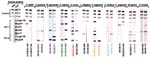 Thumbnail of Detection of HIV-1/HIV-2 cross-reactive antibodies in sera from 11 primate species by using a line immunoassay (INNO-LIA HIV Confirmation, Innogenetics, Ghent, Belgium). Varying patterns of reactivity to HIV peptides and proteins (HIV-1 gp120, gp41, p31, p24, and p17; HIV-2 gp130, and gp36) are shown. Samples from which Simian immunodeficiency virus (SIV) sequences were subsequently amplified by polymerase chain reaction are color-coded as in Figure 2. Plasma samples from HIV-1/HIV-2-negative and -positive persons are shown as controls on the left. The 3+, 1+ and +/- bands at the top of all test strips control for sample addition (presence of plasma immunoglobulin) and test performance (binding of secondary antibody).