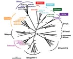 Thumbnail of Identification of diverse Simian immunodeficiency virus (SIV) lineages in primate bushmeat. A 650-bp pol fragment was amplified from monkeys representing seven primate species, sequenced, and subjected to phylogenetic tree analysis by the neighbor-joining method. The positions of 21 SIV sequences from the present study (in color) are shown in relation to HIV/SIV reference sequences from the Los Alamos HIV/SIV Sequence Database (in black). The consensus length of the final alignment used for tree construction was 555 bp. The new species-specific SIV lineages are generally identified by a lower-case three-letter code corresponding to the initial letters of the common species name (e.g., SIVgsn for greater spot-nosed monkeys [Cercopithecus nictitans], SIVmus for mustached guenons [C. cephus] and SIVmon for mona monkeys [C. mona]). Lineages are defined as clusters of viral sequences from the same primate species that group together with significant (&gt;80%) bootstrap values. We maintained the lineage designation of SIVtal previously assigned to a virus thought to be derived from a zoo animal of the species Miopithecus talapoin  (28) since that sequence, and the two newly derived talapoin viruses from M. ogouensis, cluster together in a phylogenetic tree derived from additional pol nucleotide sequences (not shown). Branch lengths are drawn to scale (the bar indicates 10% divergence). The numbers at the nodes indicate the percent bootstrap values supporting the cluster to the right (only values &gt;80% are shown).