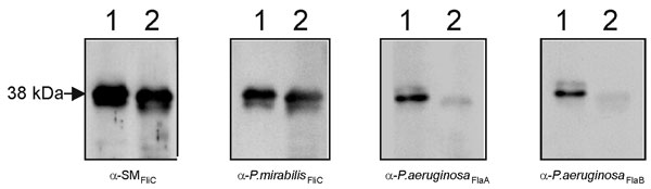 Reactivity of Stenotrophomonas maltophilia flagellin with different antibodies. Lane 1, SMDP92 strain; lane 2, ATCC 13637. Blots containing whole cells extracts of SMDP92 and ATCC 13637 were reacted with antibodies against SMFliC, flagella of Proteus mirabilis, and anti-FlaA and anti-FlaB of Pseudomonas aeruginosa.