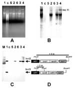 Thumbnail of Structural organization of integrons carried by IncFI plasmids. Numbers above each lane indicate plasmid reference numbers as defined (Table). Lane C shows the plasmidless E. oli K-12 strain CSH26 (11). A: agarose (0.8%) gel electrophoresis in 1x Tris-borate-EDTA buffer of plasmid DNA extracted from E. coli K-12 exconjugants. DNA was stained with ethidium bromide and visualized under UV light. B: Southern blot hybridization of plasmids shown in panel A with the intI1 probe. C: South