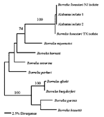 Thumbnail of Maximum parsimony phylogenetic tree generated by using PAUP. Numbers indicate parsimony bootstrap scores for the branch. Only bootstrap scores &gt;70 are included in the phylogenetic tree.