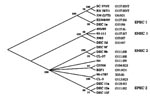 Thumbnail of Clonal phylogeny of Escherichia coli strains of various pathotypes inferred from distances at synonymous sites in sequences of 13 concatenated loci (mutS was not included) by using the neighbor-joining algorithm. This consensus tree has numbers at each node, representing the percentage of bootstrapped trees in which the node was observed. SC373/2 and RN587/1 are the two O157 strains from Brazil. The other pathogenic strains included in the figure are described in Reid et al. (9). Th