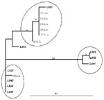 Thumbnail of Phylogenetic tree showing sequence analysis of human Metapneumovirus (HMPV). Isolates prefixed with L were obtained from GenBank and represent isolates from the Netherlands. Isolates prefixed with 00hL are from this study; the following number indicates strain designations throughout the season: a, sample from an adult; c, sample from a child (&lt;15 years). Scale shown is proportional to number of nucleotide substitutions per site.