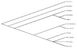 Thumbnail of Phylogenetic tree of nucleotide sequences of 163-bp Orthopoxvirus fusion gene amplicons from the patient and rat (head and paw), Cowpox virus, Vaccinia virus (strain Ankara and WR), Camelpox virus, Monkeypox virus, Variola virus, and Ectromelia virus (Mousepox virus). The nucleotide sequences were aligned by using BioEdit software package (T. Hall, Dept. of Microbiology, Raleigh, NC). Phylogenetic relationships were determined by using the Lasergene software packages (DNASTAR Inc., Madison, WI).