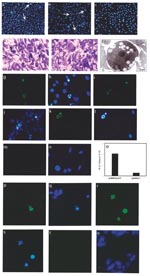 Thumbnail of Construction and subcellular expression of West Nile virus (WNV)–NY1999 capsid (Cp) gene–expressing plasmid, pcWNV-Cp-DJY: a, Genomic organization of WNV-NY1999 (10,945 bp) is outlined based on the published (GenBank accession no. AF202541). b, Cloning strategy for WNVCp gene–expressing plasmid, pcWNV-Cp-DJY. c, In vitro translated and immunoprecipitated 35S-labeled WNV-Cp visualized by SDS-PAGE. WNV-Cp–specific protein synthesis was compared to control generated by the vector backbone pcDNA3.1 (-). d, Protein expression by Western blot analysis, of WNV-Cp expression in HeLa cells. Subcellular location of WNV-Cp protein, in HeLa cells transfected with pcWNV-CpWT (e,f) or pcWNV-Cp-DJY (g,h) plasmids. 16 h posttransfection, the cells were visualized by indirect immunofluorescence. Typical nuclear staining was observed with the cells expressing WNV-CpWT (e) compared to the cells expressing WNV-Cp-DJY (g). TUNEL assay on the WNV-Cp–transfected cells, indicating nuclear condensation (i) due to expression of capsid (j).