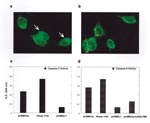 Thumbnail of Mitochondria transmembrane potential and caspase activities measurement. HeLa-CD4 cells were transfected with pcWNV-Cp-DJY (a) or pcDNA3.1 (b), and their mitochondria transmembrane potential was measured after 48 h by ultraviolete illumination. A colorimetric caspase activity assay was performed with pcWNV-Cp-DJY– or pcDNA3.1-transfected cells for caspase-3 (c) or caspase-9 (d) activity. As a specificity control, the inhibitor LEHD-FMK for caspase-9 was added to the reactions along with relevant substrate (d). A specific positive control was used for assay validation (magnification: 1000X [a and b]).