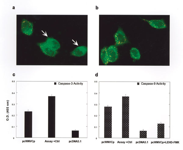 Mitochondria transmembrane potential and caspase activities measurement. HeLa-CD4 cells were transfected with pcWNV-Cp-DJY (a) or pcDNA3.1 (b), and their mitochondria transmembrane potential was measured after 48 h by ultraviolete illumination. A colorimetric caspase activity assay was performed with pcWNV-Cp-DJY– or pcDNA3.1-transfected cells for caspase-3 (c) or caspase-9 (d) activity. As a specificity control, the inhibitor LEHD-FMK for caspase-9 was added to the reactions along with relevant substrate (d). A specific positive control was used for assay validation (magnification: 1000X [a and b]).