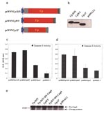 Thumbnail of Apoptosis determining domain in WNV-Cp gene. a, Schematic diagram of pcWNV-Cp-DJY, pcWNV-CpWT, and pcWNV-Cp∆3′ constructs. b, Immunoprecipitation of in vitro translated protein from pcWNV-Cp-DJY (Cp-DJY), pcWNV-CpWT (CpWT), and pcWNV-Cp-3′ (Cp∆3′) plasmids. As a negative control, pcDNA3.1 in vitro translated supernatants were analyzed. c, Colorimetric caspase-3 activity assay using pcWNV-Cp-DJY (Cp-DJY), pcWNV-CpWT (CpWT), or pcWNV-CpΔ3′ (CpΔ3’) plasmid–transfected cells. d, The cell lysates were assayed for caspase-9-like activity, and the pcDNA3.1-transfected cell lysate was used as the negative control. e, Inhibition of WNV-Cp–induced apoptosis by a dominant negative (DN) caspase-9 plasmid (DN Casp9) was assayed with equal amount of cell lysates from co-transfection of pcWNV-Cp-DJY (Cp-DJY) or pcWNV-CpWT (CpWT); an expression level of pro-caspase-9 cleavage products (35–37 kD) was compared to 3′-terminal deletion mutant, pcWNV-Cp∆3′ (Cp∆3′) and pcDNA3.1 by Western blot analysis with anti-human caspase-9 mAb.