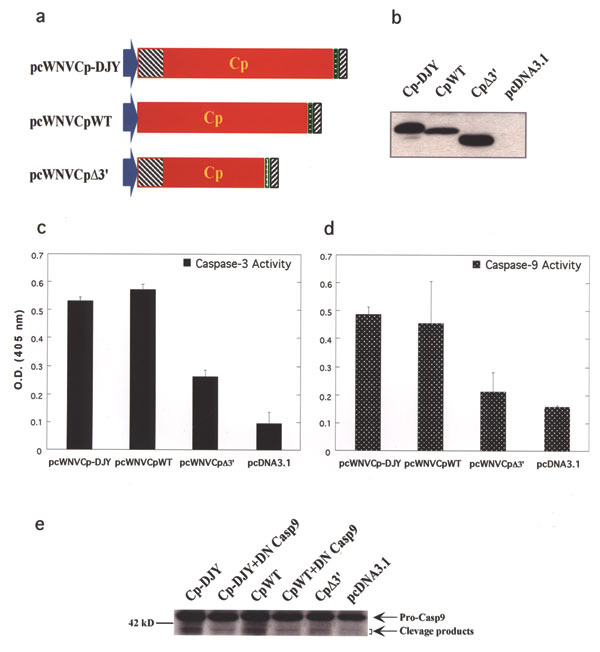 Apoptosis determining domain in WNV-Cp gene. a, Schematic diagram of pcWNV-Cp-DJY, pcWNV-CpWT, and pcWNV-Cp∆3′ constructs. b, Immunoprecipitation of in vitro translated protein from pcWNV-Cp-DJY (Cp-DJY), pcWNV-CpWT (CpWT), and pcWNV-Cp-3′ (Cp∆3′) plasmids. As a negative control, pcDNA3.1 in vitro translated supernatants were analyzed. c, Colorimetric caspase-3 activity assay using pcWNV-Cp-DJY (Cp-DJY), pcWNV-CpWT (CpWT), or pcWNV-CpΔ3′ (CpΔ3’) plasmid–transfected cells. d, The cell lysates were assayed for caspase-9-like activity, and the pcDNA3.1-transfected cell lysate was used as the negative control. e, Inhibition of WNV-Cp–induced apoptosis by a dominant negative (DN) caspase-9 plasmid (DN Casp9) was assayed with equal amount of cell lysates from co-transfection of pcWNV-Cp-DJY (Cp-DJY) or pcWNV-CpWT (CpWT); an expression level of pro-caspase-9 cleavage products (35–37 kD) was compared to 3′-terminal deletion mutant, pcWNV-Cp∆3′ (Cp∆3′) and pcDNA3.1 by Western blot analysis with anti-human caspase-9 mAb.