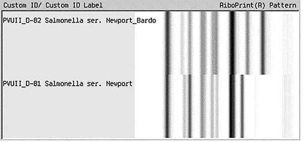 Ribotype patterns for Salmonella Newport.