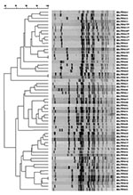 Thumbnail of Dendrogram of unique pulsed-field gel electrophoresis patterns of Salmonella Newport. The 58 patterns represent all patterns received at the State Laboratory Institute during April 1999–April 2001. * indicates multidrug-resistant S. Newport patterns.