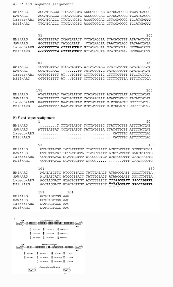 ArgTCT locus. ArgTCT sequences from Entamoeba histolytica HM-1:IMSS (GenBank accession no. AZ535059), E. dispar SAW760 (GenBank accession no. AF 525284), E. moshkovskii Laredo (GenBank accession no. AF 525285), and MS15-3646 (GenBank accession no. AF525286) were aligned at the 5´(A) and 3´ (B) ends to design E. moshkovskii–specific primers. The EmR primer sequences are shown in italic and bold with E. moshkovskii–specific positions underlined. C. Schematic representation of ArgTCT loci from E. h