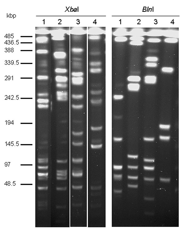 Macrorestriction analysis by pulsed-field gel electrophoresis of genomic DNAs cut by XbaI or BlnI of Salmonella enterica serovar Typhimurium DT104 strain BN9181 (lanes 1), serovar Agona strain 959SA97 (lanes 2), serovar Paratyphi B strain 44 (lanes 3), and serovar Albany strain 7205.00 (lanes 4).