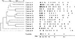 Thumbnail of Pulsed-field gel electrophoresis analysis of DraI-digested DNA from Mycobacterium abscessus isolates. Restriction patterns of isolates from 14 patients are shown, with a dendrogram of similarity; λ concatemers were used as size standards.