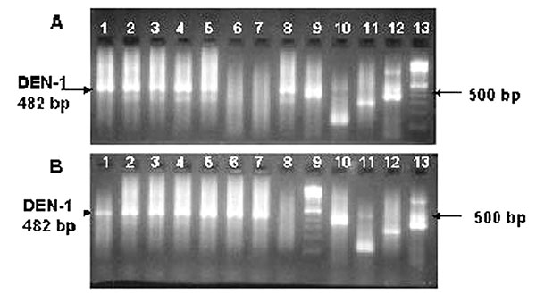 Visualization of reverse transcription–nested polymerase chain reaction product from 15 cultures of supernatant. DENV-1 positive samples are indicated by a 482-bp band. A) Lanes 1–5: positive culture supernatants. Lanes 6–7: negative culture supernatants. Lane 8: positive culture supernatant. Lane 9: positive DENV-1 control. Lane 10: positive DENV-2 control. Lane 11: positive DENV-3 control. Lane 12: positive DENV-4 control. Lane 13: 100-bp DNA ladder. B) Lanes 1–7: positive culture supernatants