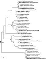 Thumbnail of 16S rDNA tree showing relationship of isolates 1 to 5 with related alpha- and beta-proteobacteria. The tree was constructed by using the neighbor-joining method, based on the nearly complete sequence (1,289 nt) of the 16S rDNA gene. Bootstrap values resulting from 100 replications are at branch points. Staphylococcus aureus was used as an outgroup.