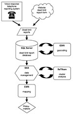 Thumbnail of Dead bird cluster surveillance system. SAS, SAS statistical package (SAS Institute, Inc., Cary, NC); ESRI, Environmental Systems Research Institute; SQL, structured query language.