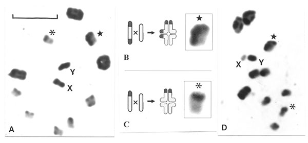 Meiotic pairing in the experimental male hybrid progeny between Andean and non-Andean specimens of Triatoma infestans. Scale bar = 10 μm. A: First meiotic metaphase in an insect obtained by crossing a female from Andean region (with C-banded X chromosomes) with a male from non-Andean region. As expected, both sex chromosomes are heterochromatic. As observed in normal specimens, the ten bivalents form a ring with the univalent sex chromosomes in the middle. Chromosome pairing was normal even betw