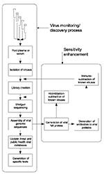 Thumbnail of Schematic representation of a process for systematic discovery of human viruses. The basic process (left vertical series of steps) depends on physical isolation and shotgun sequencing to obtain sequences of frequent and rare viruses. A series of additional steps (right box) can be added to deplete known viruses at two levels, thereby enhancing sensitivity for novel agents.