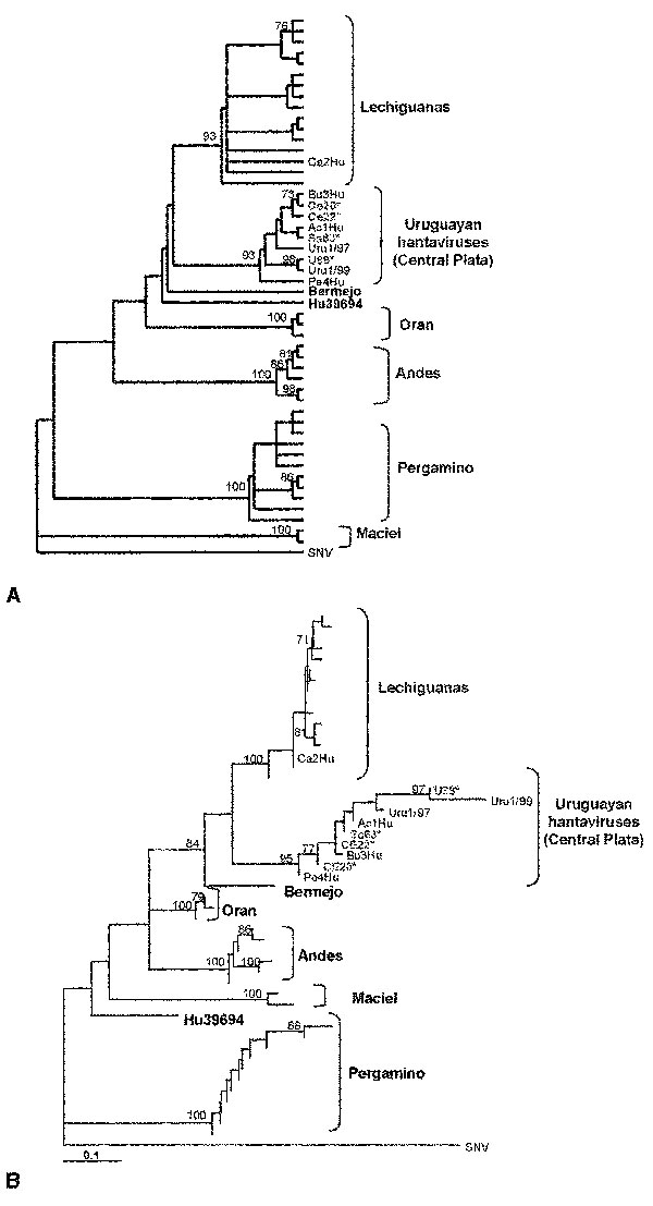 A: Maximum parsimony phylogenetic tree B: Distance-based phylogenetic tree. The tree was built under the Tamura-Nei model of DNA substitution with estimation of the shape parameter of the gamma distribution (28). This model and the associated parameters resulted from testing our dataset with the program MODELTEST 3.06 (26). Both trees include Argentinean and Uruguayan hantaviruses from hantavirus pulmonary syndrome (HPS) case-patients and rodents. Hantavirus sequences from HPS case-patients in U