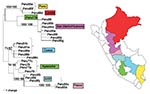 Thumbnail of Maximum likelihood phylogeny of prM/E sequences of Peruvian yellow fever isolates constructed using PAUP*, 4.0b4a (17). Horizontal branch lengths represent genetic divergence, and numbers above the branch lengths denote support for individual clades as determined by nonparametric bootstrap analysis with 1,000 replicates (first value) and Bayesian posterior probabilities (second value). Only the values relevant for the interpretation of results are given. The strains used are listed