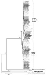 Thumbnail of Phylogenetic tree of the VP1 3′ terminal region, which identifies the Spanish isolates as echovirus 13 (EV13) and differentiates two clusters (Iberian Peninsula and Canary Islands). The sequences included are, apart from the reference strains, all the Spanish EV13 (61 isolates and 3 sequences obtained directly from cerebrospinal fluid) and two American isolates. Model of nucleotide substitution: Kimura two parameters. Phylogenetic tree reconstructed with the neighbor joining method,