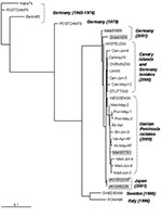 Thumbnail of Phylogenetic tree of the 5′ VP1 extreme showing the relationship between the Spanish isolates and others. The sequences included are the 14 Spanish echovirus 13 selected isolates as well as the German (n=12), Italian (n=1), Swedish (n=1), and Japanese (n=2) ones. Phylogenetic tree reconstructed with the maximum-likelihood method, 50 Jumble. Gray sequences correspond to the 2001 isolates.