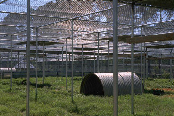 Inside view of one of the outdoor holding corrals at the Tulane National Primate Research Center.