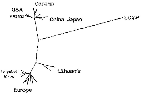 Phylogenetic tree of 432 nucleotide-long open reading frame (ORF) 5 segments of European and North American porcine reproductive and respiratory syndrome viruses and lactate dehydrogenase-elevating virus–P. The sequences correspond to nucleotide 97-526 of ORF5 of the European porcine reproductive and respiratory syndrome virus isolates (provided by T. Stadejek). LDV, lactate dehydrogenase-elevating virus.