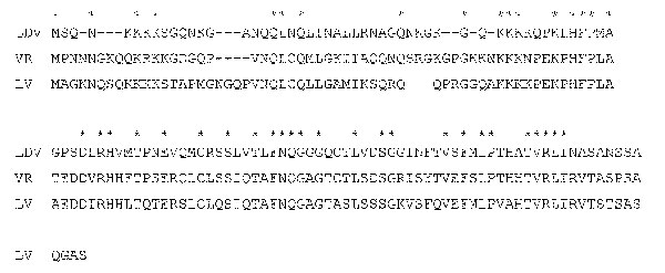 Amino acid alignment of the N-proteins of lactate dehydrogenase-elevating virus–P, porcine reproductive and respiratory syndrome virus VR2332, and porcine respiratory and reproductive syndrome virus Lelystad virus (115, 123, and 128 amino acids long, respectively). *Indicates identical amino acids