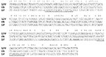 Thumbnail of Nucleotide alignment of a segment of open reading frame (ORF) 1b of lactate dehydrogenase-elevating virus–P, porcine reproductive and respiratory syndrome virus VR-2332, and porcine reproductive and respiratory syndrome virus–Lelystad virus beginning at nucleotides 1169, 1165, and 1165, respectively. *Indicates identical nucleotides. Degenerate primer sets for polymerase chain reaction were previously made to the underlined segments (41).