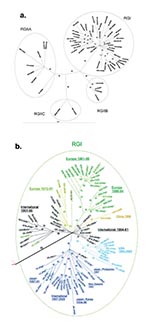 Thumbnail of Phylogenetic trees. Unrooted tree was made by the maximum likelihood method in the Tree-Puzzle 5.0 program (25,000 puzzling steps for the tree in A; 10,000 puzzling steps for the tree in B) using the complete E1 gene sequence (1179 nt). Bootstrapping values (out of 100) for each node are given. The tree in A was constructed with half of the rubella genotype I (RGI) and all of the RGII sequences (to allow the reader to read the RGI virus designations); the tree in B is a blowup of th