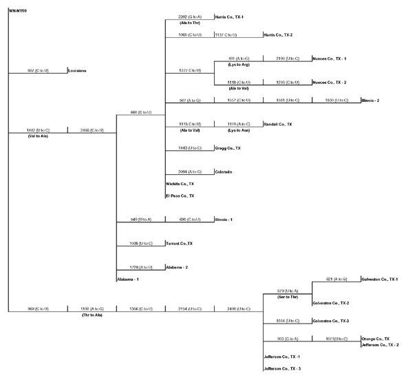 Phylogram based on maximum parsimony analysis comparing a 2,004-nucleotide sequence of WN-NY99 (GenBank accession no. AF196835) with 22 West Nile virus asolates collected during 2001 and 2002.