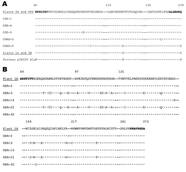 Deduced amino acid sequence of PSE-1 (A), and OXA-2 (B) related enzymes that could be detected by polymerase chain reaction. Amino acids in boldface correspond to the regions of the primers. Dots indicate identical amino acids, and dashes indicated omitted regions with identical amino acids. Numbers correspond to amino acid position. Sequences obtained are underlined. GenBank accession no. of sequences are: PSE-1: Q03170, PSE-4: P16897, PSE-5: AAG23870, CARB-3: P37322, CARB-8: AAM92465, Proteus