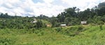 Thumbnail of A typical view of a rural village areas near Iquitos. Near Villa Buen Pastor, located 21 km along the major (unfinished) road that leads from Iquitos to Nauta, substantial secondary growth of forest is evident after removal of primary forest for human agricultural and living activities. One must walk approximately 1–2 km from the road to get to the village and a further 1–2 km from Villa Buen Pastor to Moralillo, another village studied in this report.